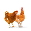 Custom Chicken Pillow