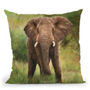 African Elephant Throw Pillow By David Stribbling