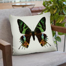 Chrysiridia Rhipheus Throw Pillow By Image Conscious - by all about vibe