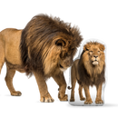 Custom Lion Pillow