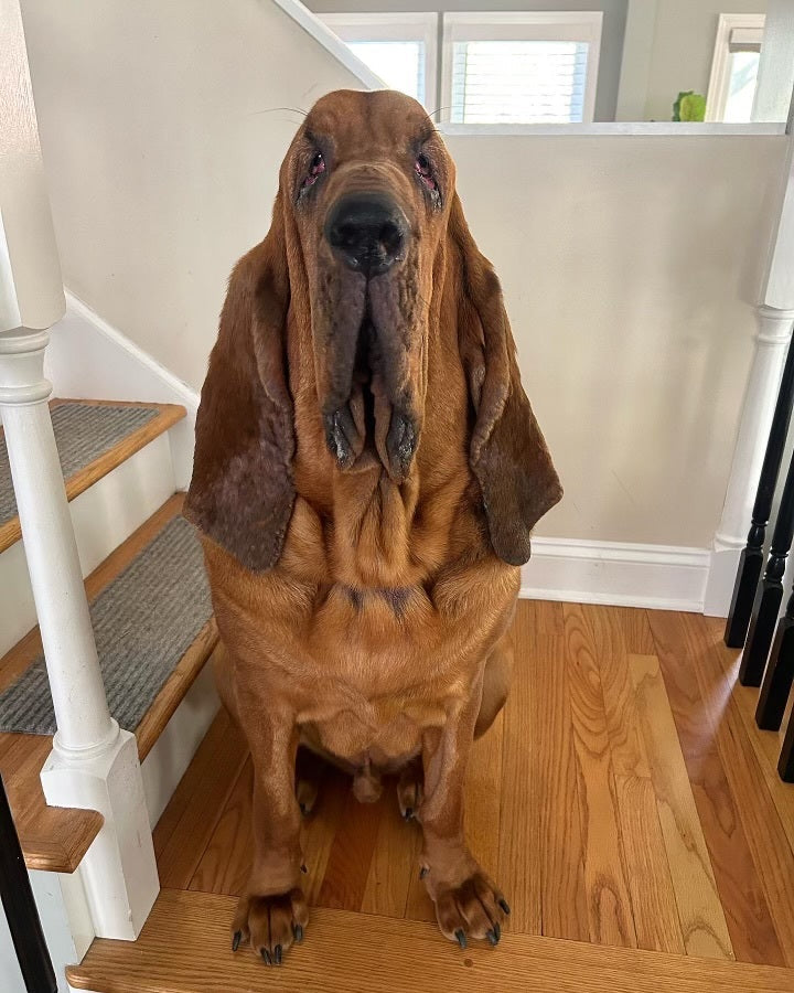 Get all of the Walter snuggles with none of the slobber!