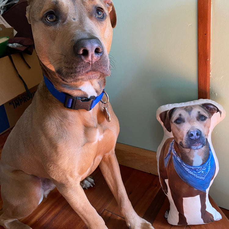 Pitbull Custom Shaped Pillow