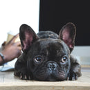 Custom French Bulldog Pillow