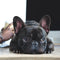 Custom French Bulldog Pillow