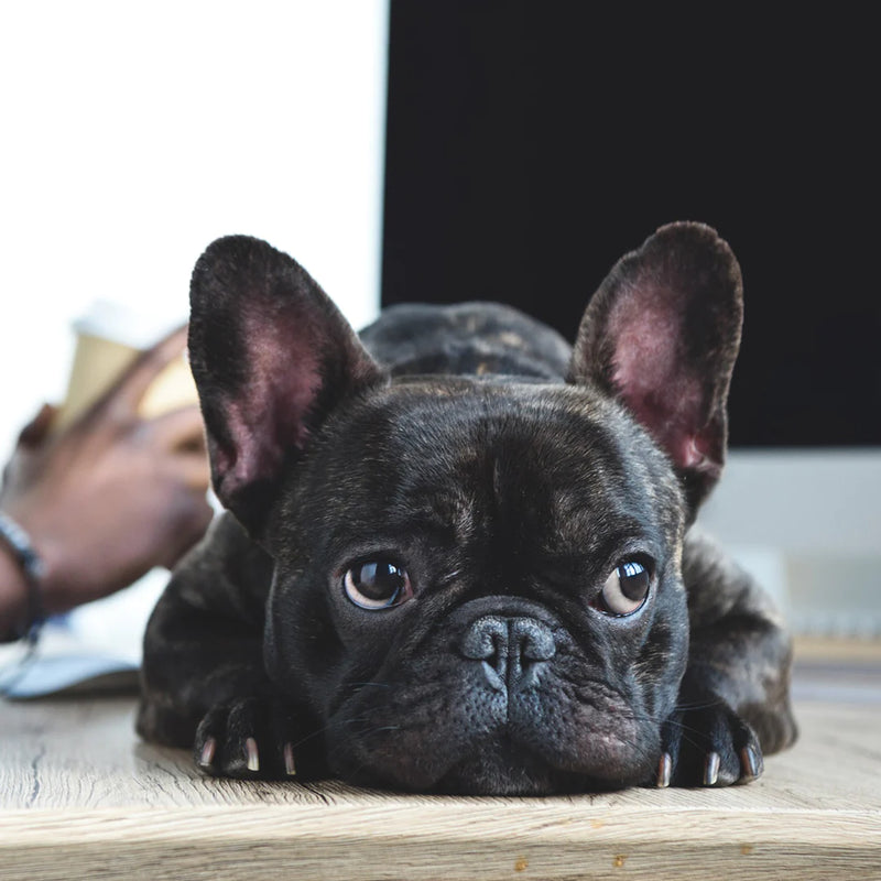 Custom French Bulldog Pillow