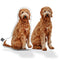 Personalized Goldendoodle Pillow