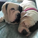 Boxer Custom Dog Pillow - All About Vibe