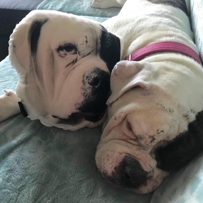 Boxer Custom Dog Pillow - All About Vibe