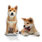 Personalized Akita Pillow