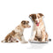 Personalized Border Collie Pillow