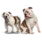 Personalized Bulldog Pillow