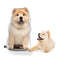 Personalized Chow Chow Pillow