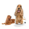 Personalized Cocker Spaniel Pillow