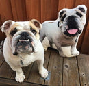Bulldog Custom Dog Pillow - All About Vibe