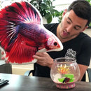 Custom Fish Pillow