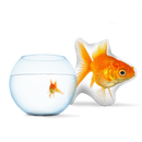 Custom Fish Pillow