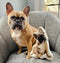 Personalized French Bulldog Pillow