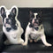 Personalized French Bulldog Pillow