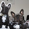 Personalized French Bulldog Pillow