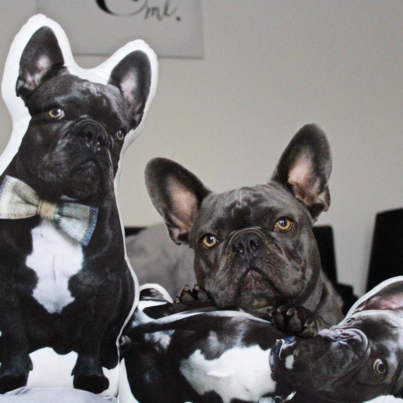 Personalized French Bulldog Pillow