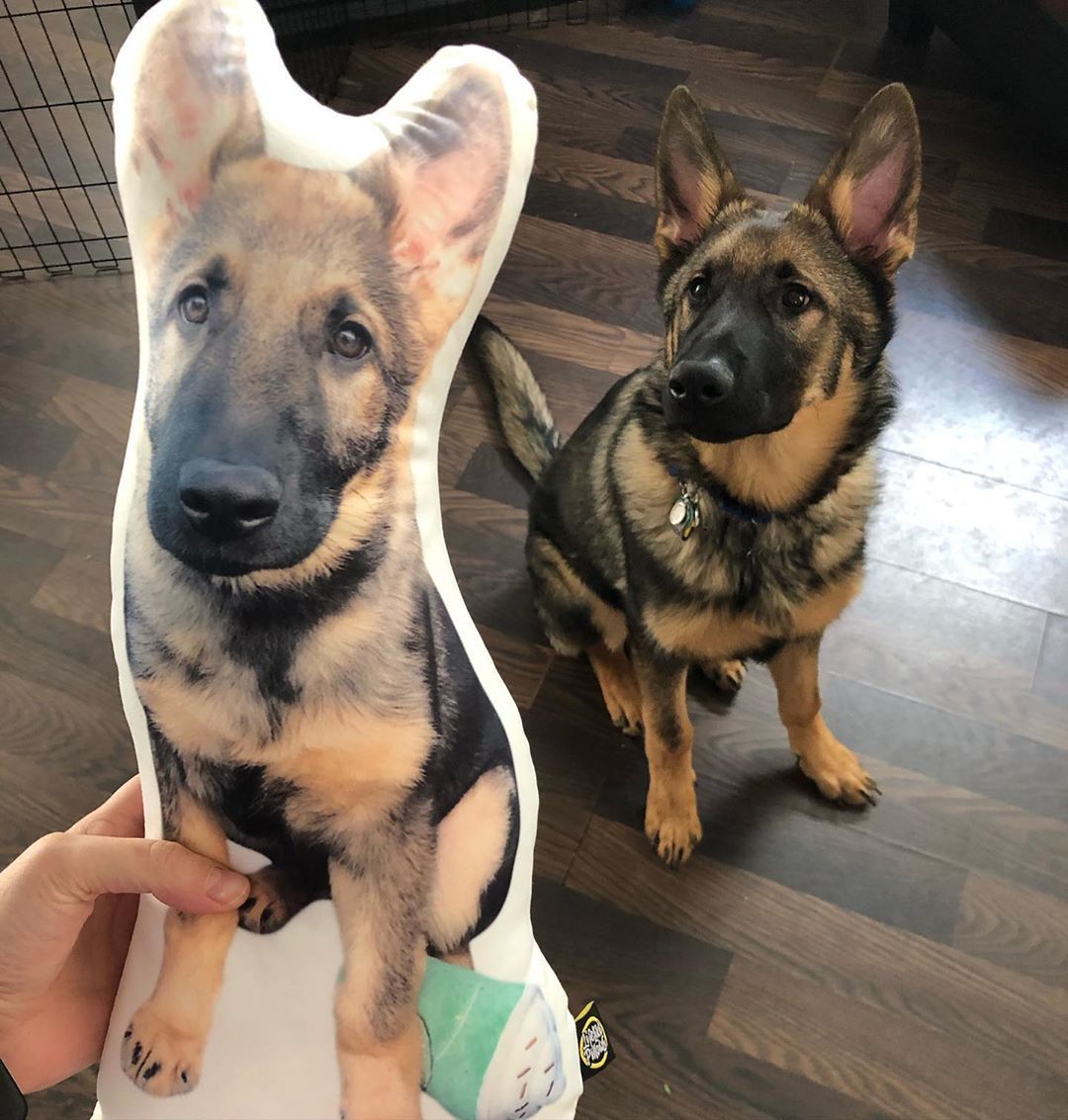 Custom German Shepherd Pillow - All About Vibe