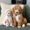 Personalized Goldendoodle Pillow