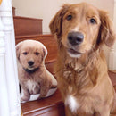 Custom Golden Retriever Shaped Dog Pillow