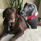 Custom Labrador Retriever Shaped Dog Pillow