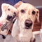 Custom Labrador Retriever Shaped Dog Pillow