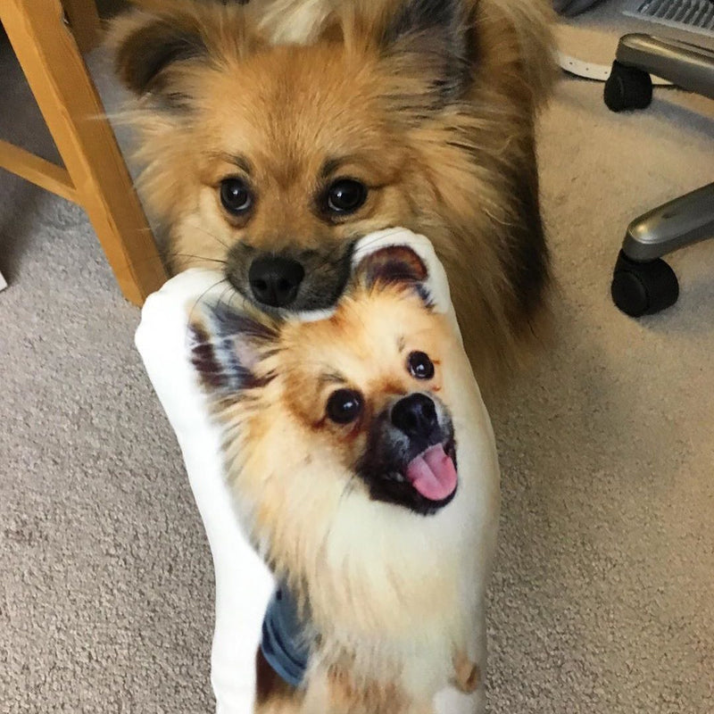 Personalized Pomeranian Pillow
