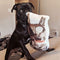 Personalized Pug Pillow