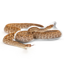 Custom Snake Pillow