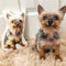 Personalized Yorkshire Terrier Pillow