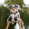 Personalized Yorkshire Terrier Pillow