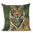 Bengal Tiger Ii Throw Pillow By David Stribbling