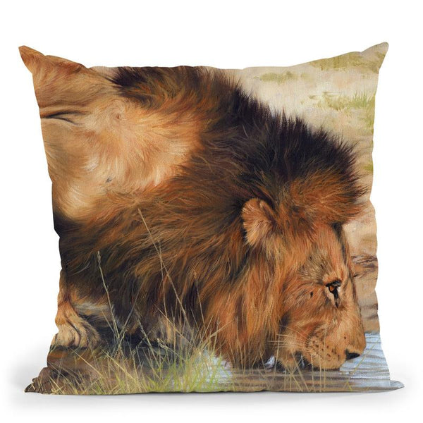 Lion Drinking Throw Pillow By David Stribbling