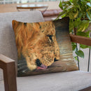 Lion Head Drinking Throw Pillow By David Stribbling