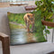 Water'S Edge Lioness Throw Pillow By David Stribbling