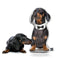 Personalized Dachshund Pillow