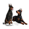 Personalized Doberman Pinscher Pillow
