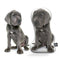 Personalized Great Dane Pillow