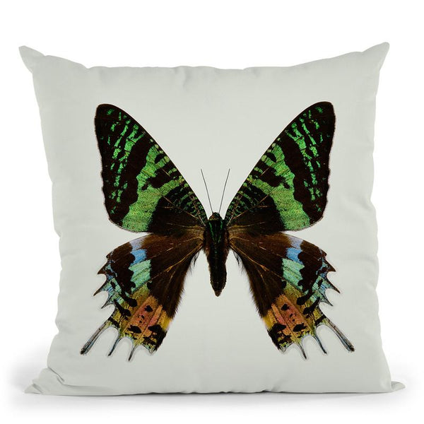 Chrysiridia Rhipheus Throw Pillow By Image Conscious - by all about vibe