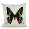 Chrysiridia Rhipheus Throw Pillow By Image Conscious - by all about vibe