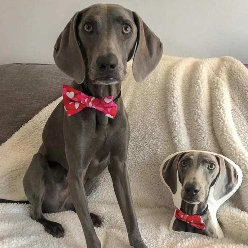 Personalized Weimaraner Pillow
