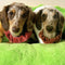 Personalized Dachshund Pillow