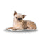 Griffin Lazy Throw Pillow