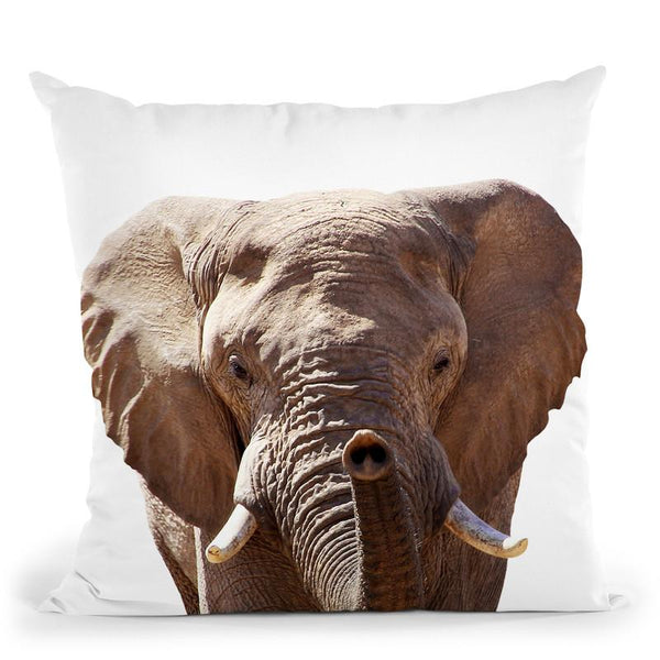 Elephant Lp Throw Pillow By Little Pitti