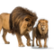 Custom Lion Pillow