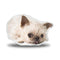 Griffin Sigh Throw Pillow