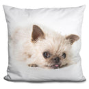 Griffin SighUare Throw Pillow